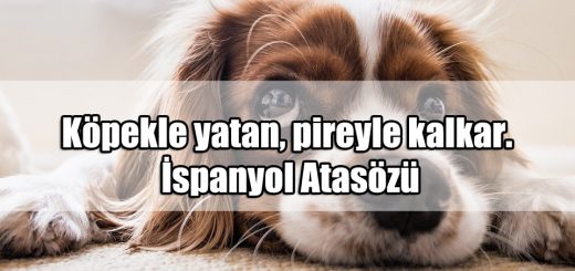 Köpeklerle ilgili Sözler