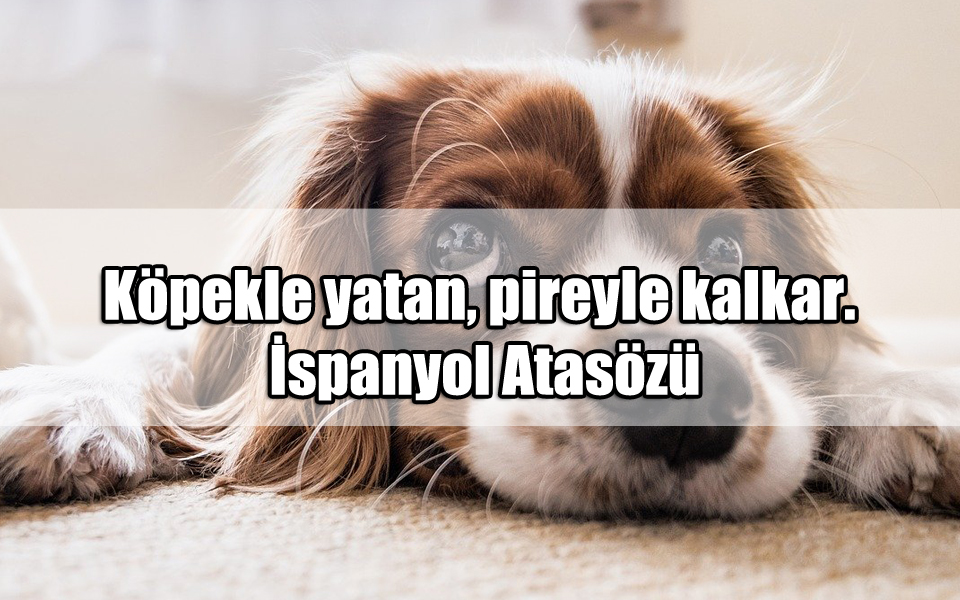 Köpeklerle ilgili Sözler