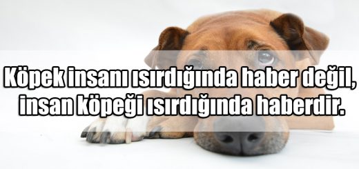 Köpeklerle ilgili Mesajlar