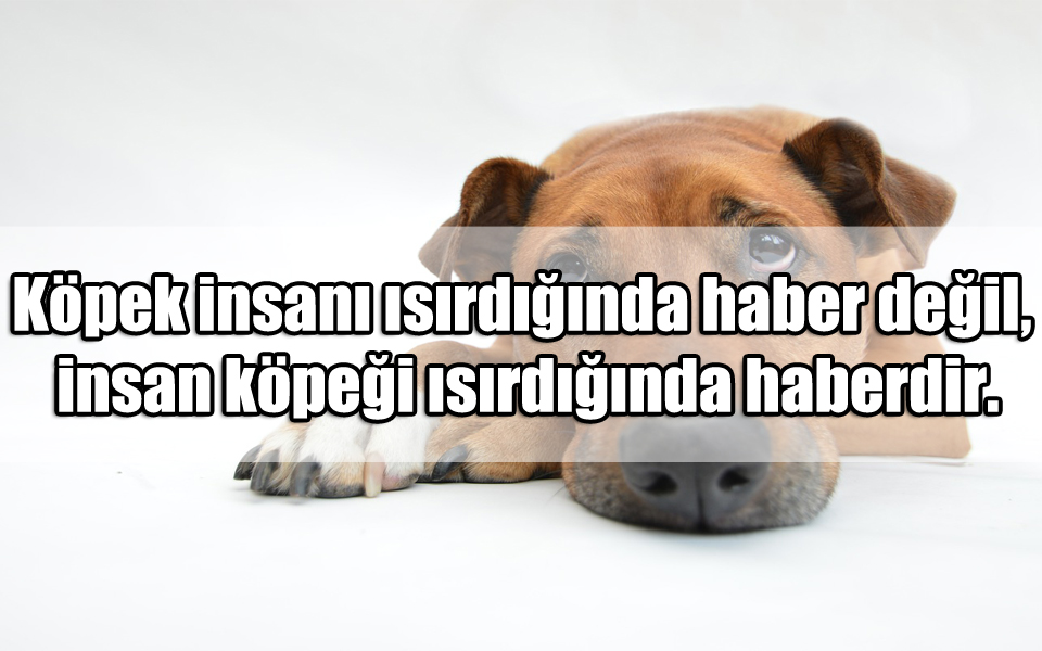 Köpeklerle ilgili Mesajlar