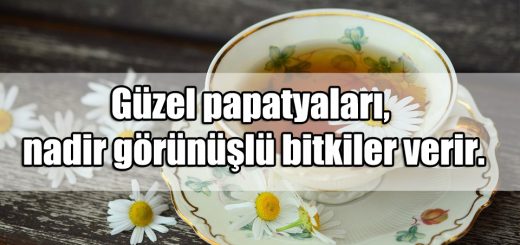 Papatya ile ilgili Güzel Sözler