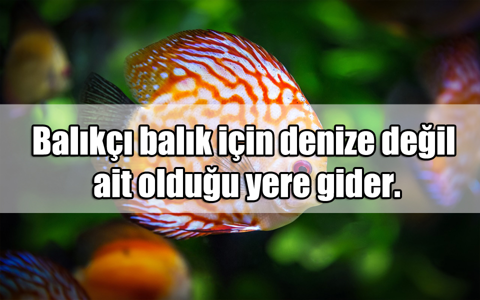 Balık ile ilgili Sözler