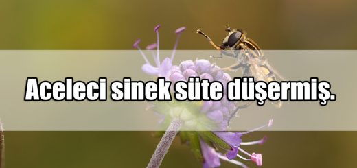 Sinek ile ilgili Komik Sözler