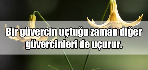 Güvercin ile ilgili Sözler