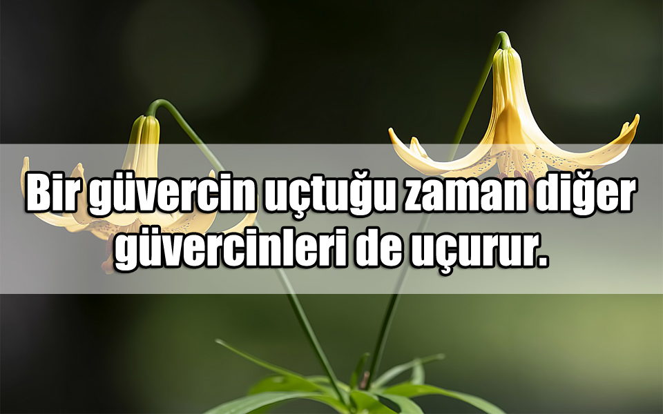 Güvercin ile ilgili Sözler