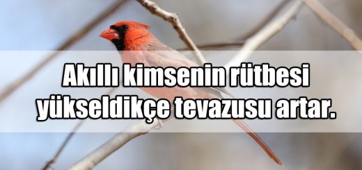 Tevazu ile ilgili Sözler