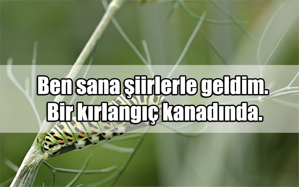 Kırlangıç ile ilgili Sözler