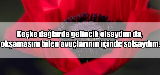 Gelincik ile ilgili Sözler