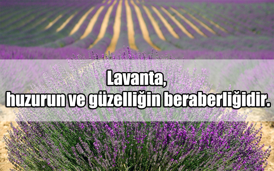 En Güzel Lavanta ile ilgili Sözler