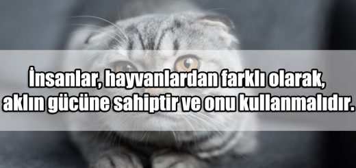 En Güzel Hayvanlar ile ilgili Sözler