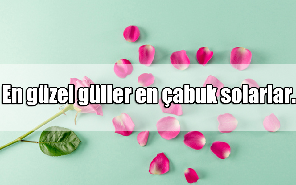 En Güzel Gül ile ilgili Sözler